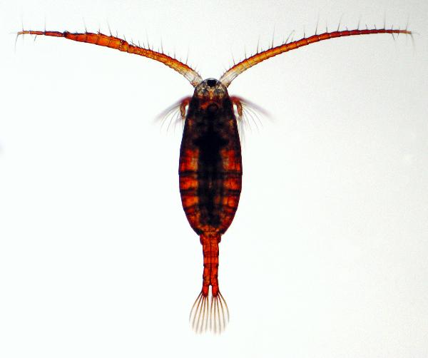 Photo of Aglaodiaptomus leptopus by Ian Gardiner